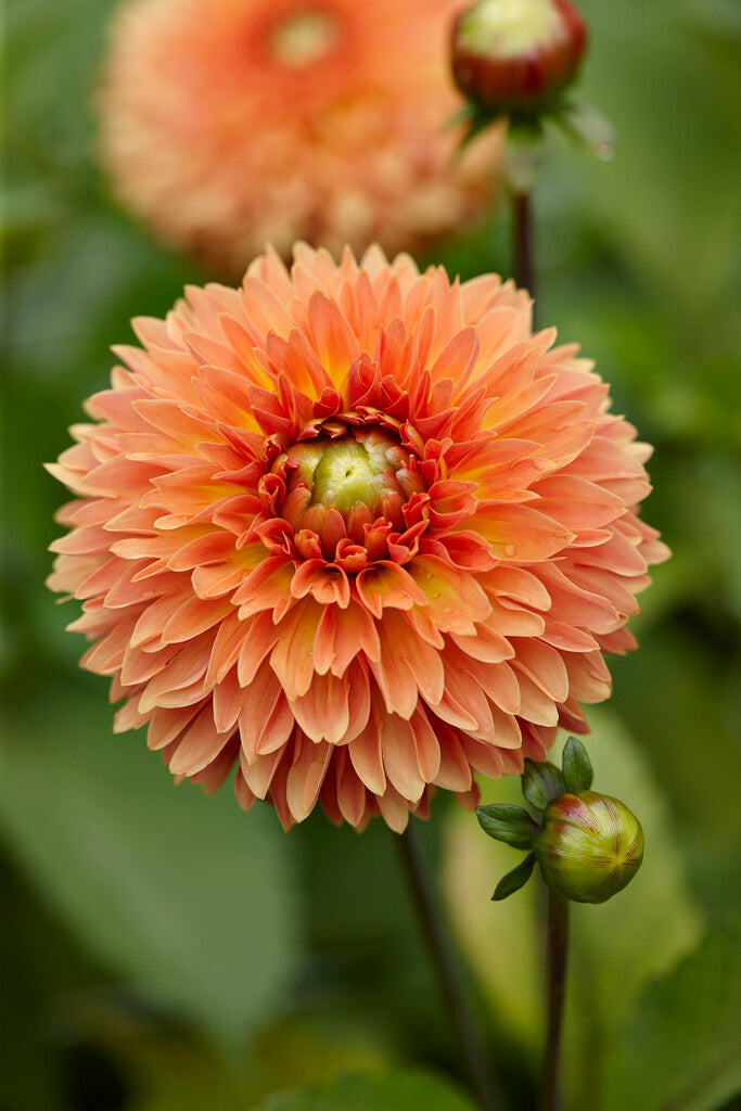 Dahlia Dekorativ Orange Impact 1-pakning NYHET